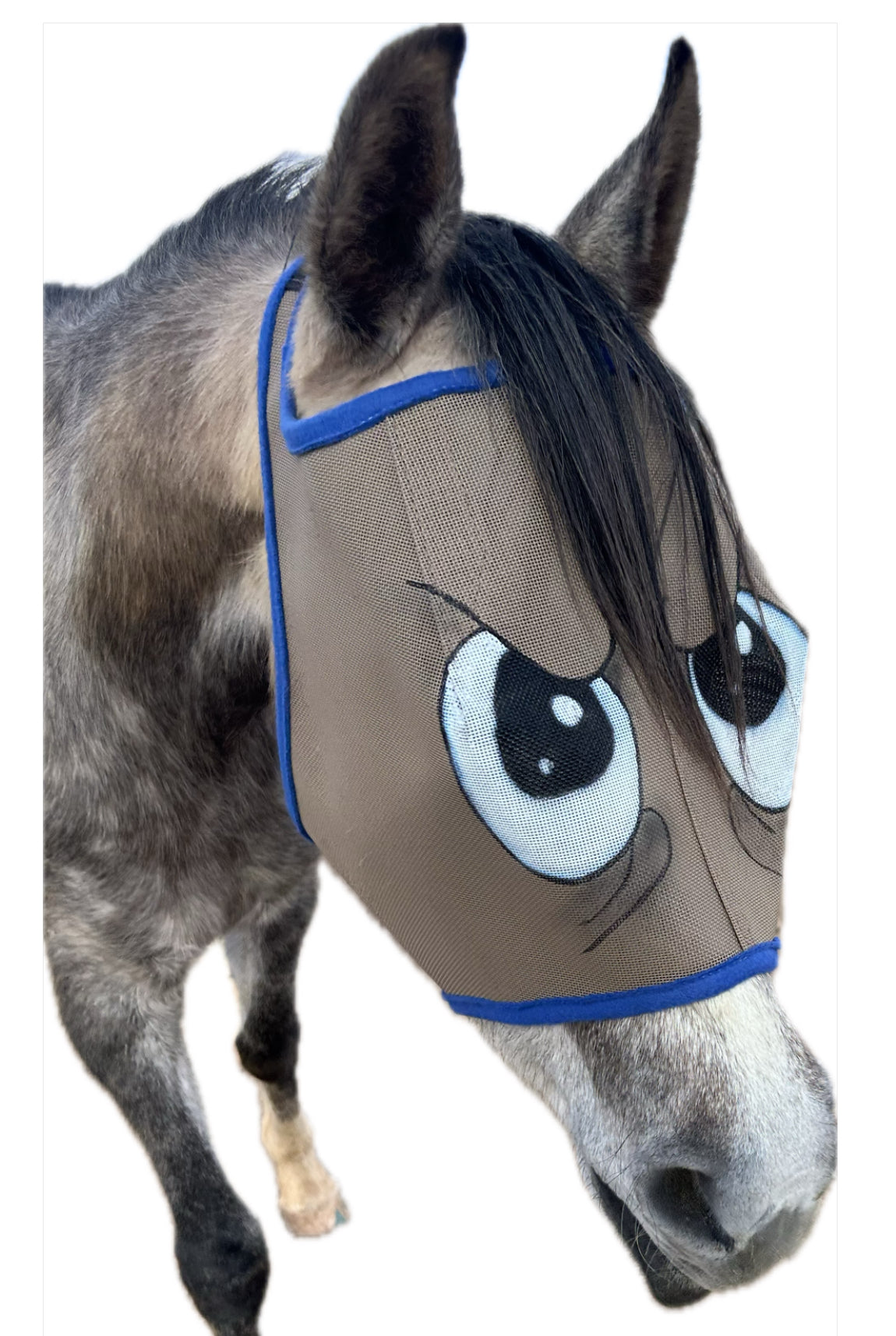 Grey horse with fly mask. The mask has taupe mesh with a navy blue trim. There are hand-painted cartoon eyes with a very grumpy attitude.