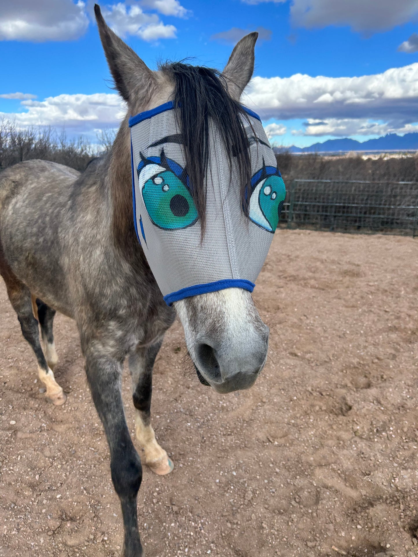 Grey horse with fun fly mask.