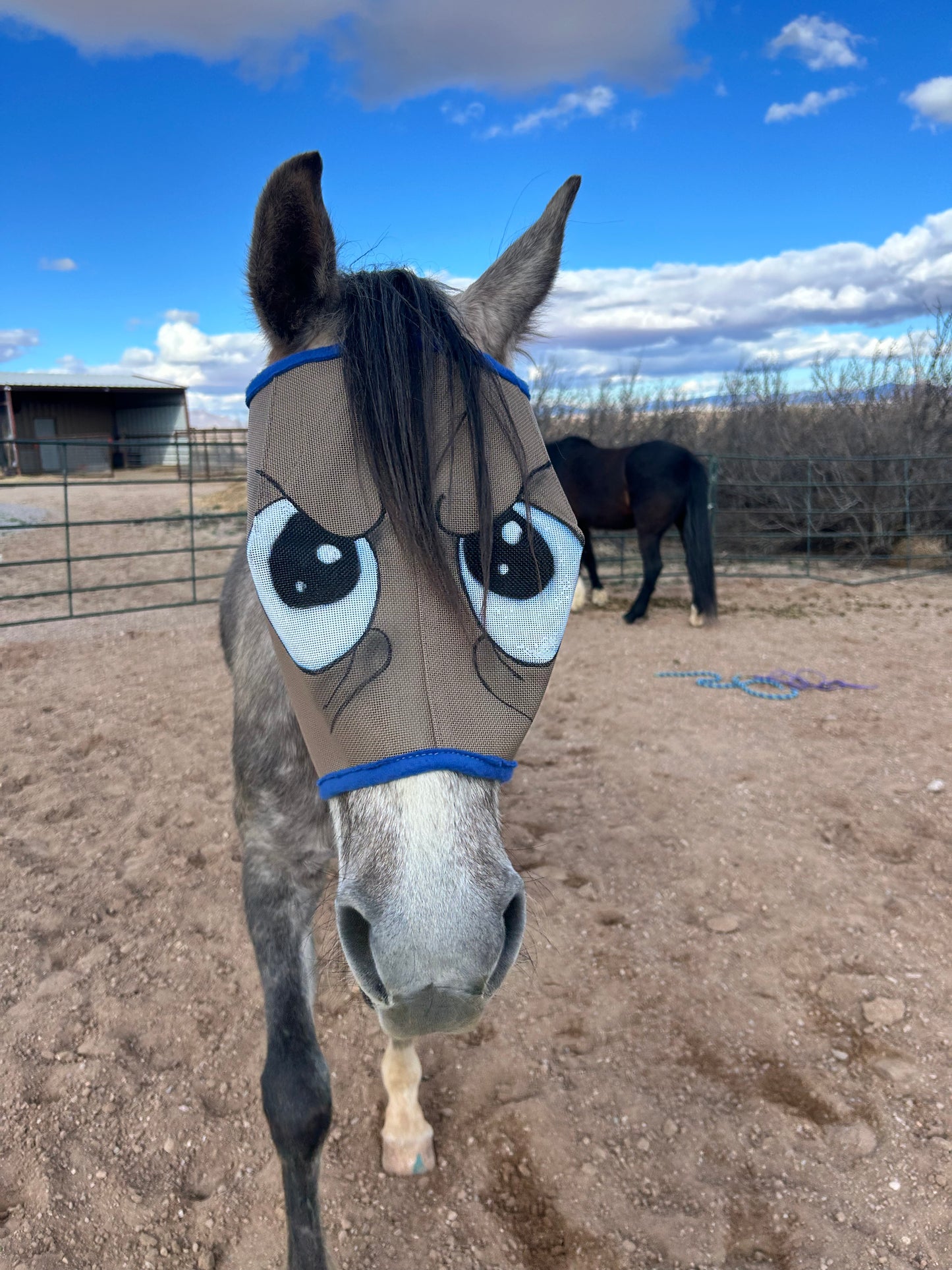 Fly Mask With Attitude - Grumpy