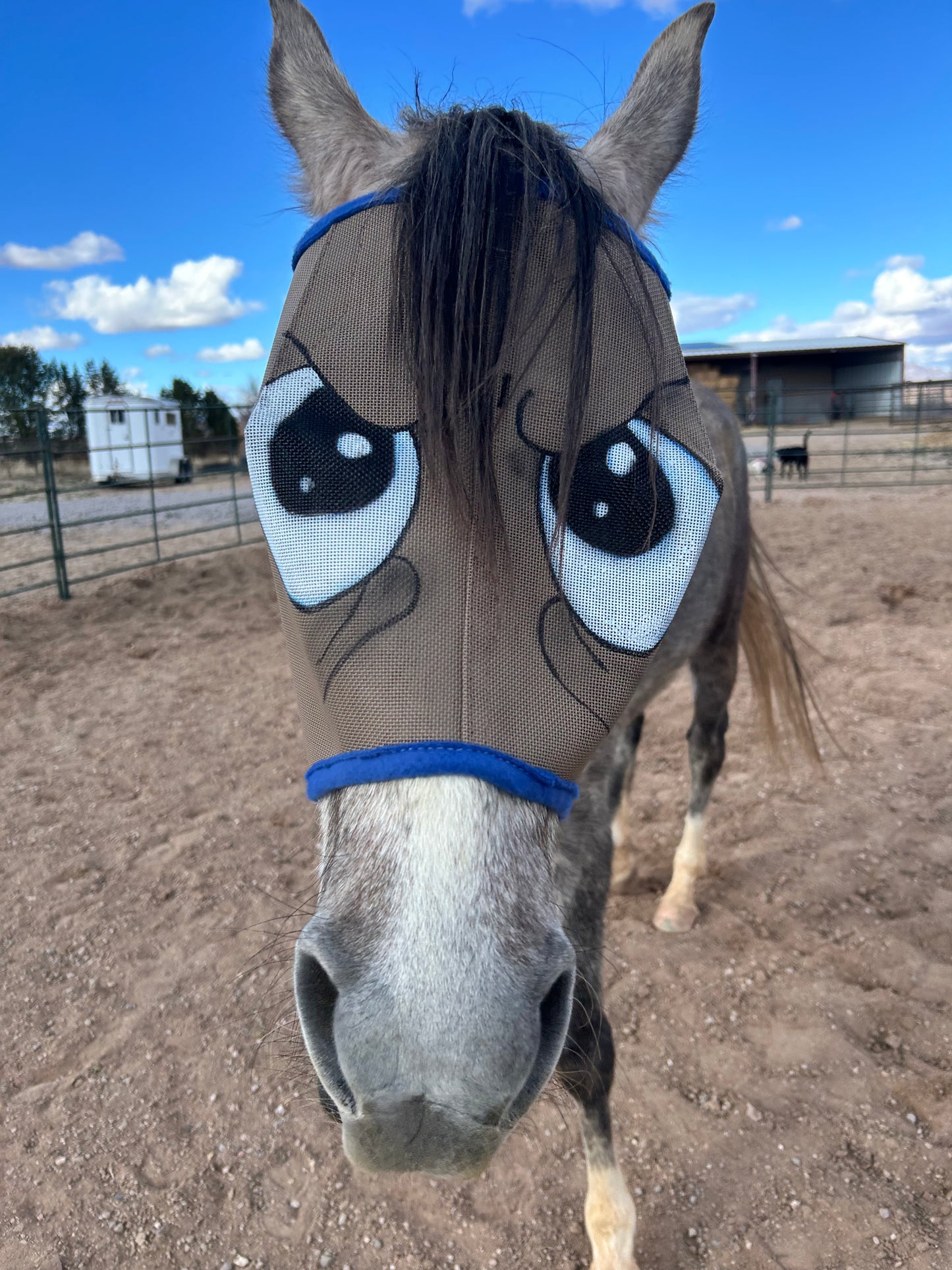 Fly Mask With Attitude - Grumpy